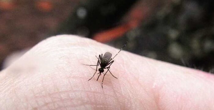 how to keep mosquitoes away while camping